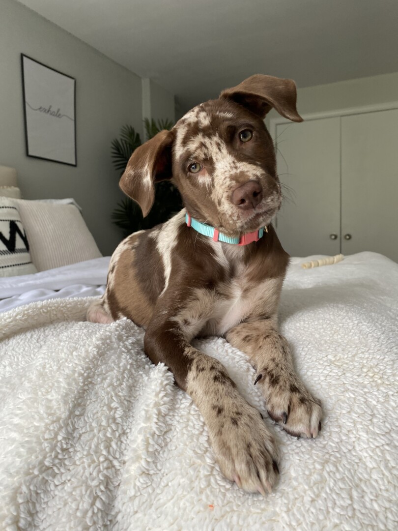 Lost Dog (Menomonee Falls, Wisconsin) Rue