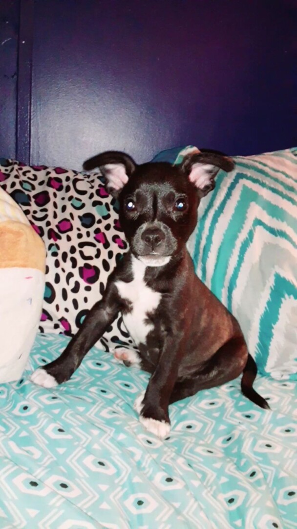 Lost Dog (Wimauma, Florida) Gunner