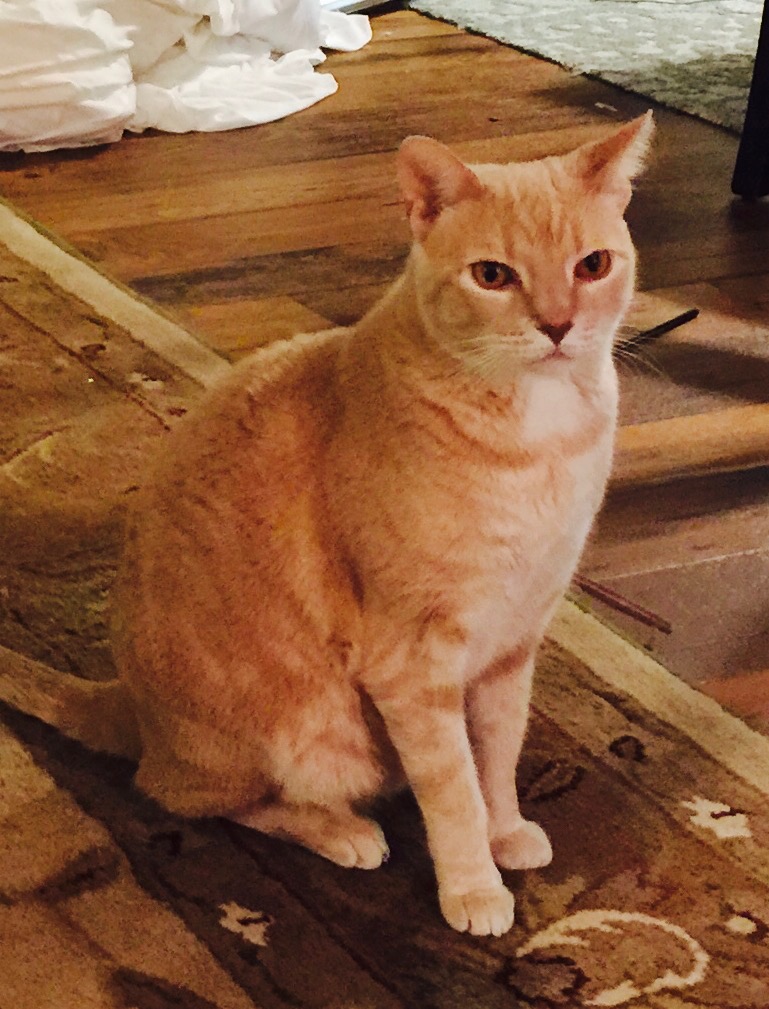Lost Cat (Atlanta, ster