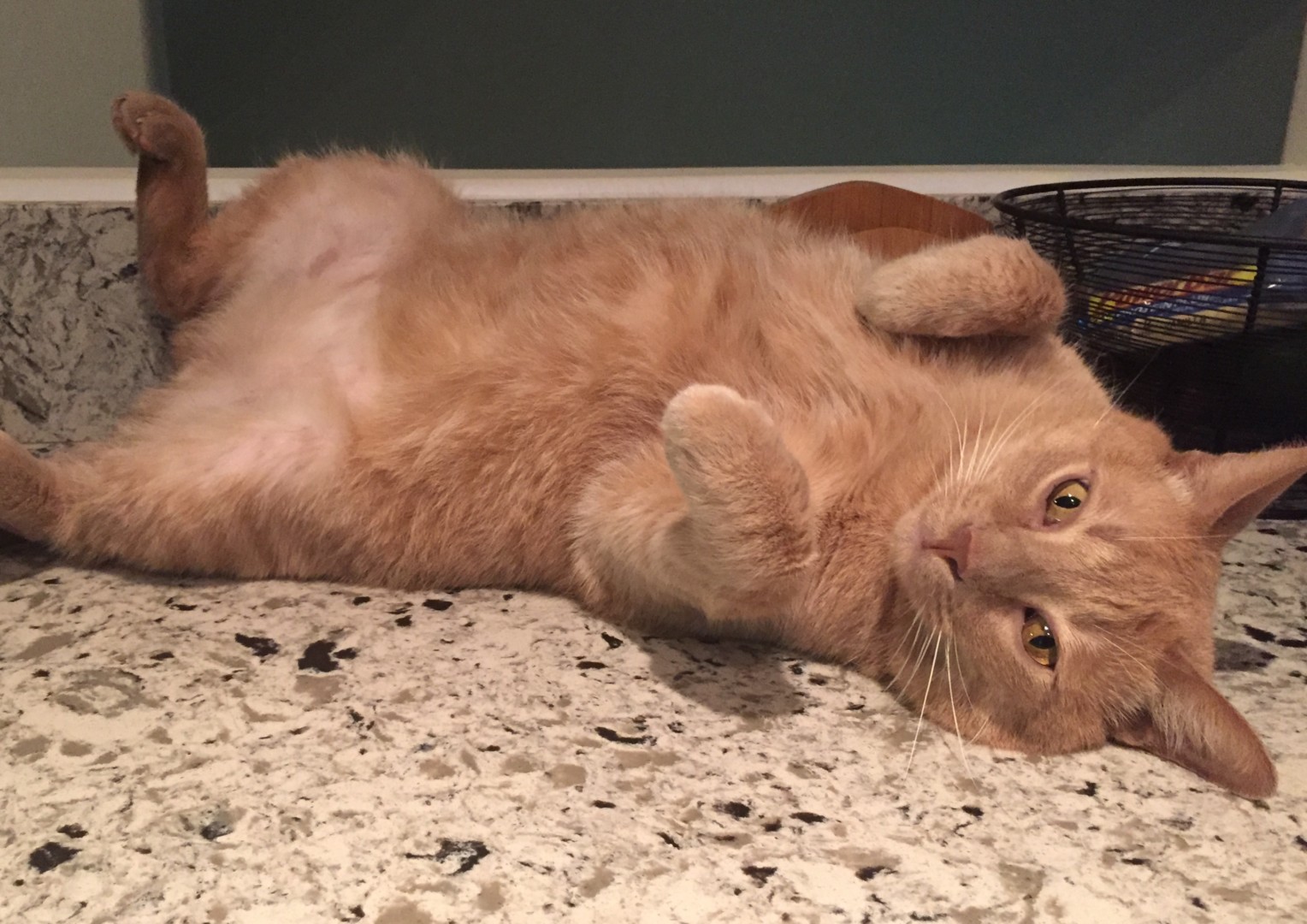 Lost Cat (San Diego, California) Flapjack