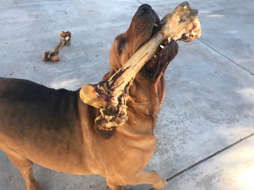 Lost Dog (Lucerne Valley, California) Bentley