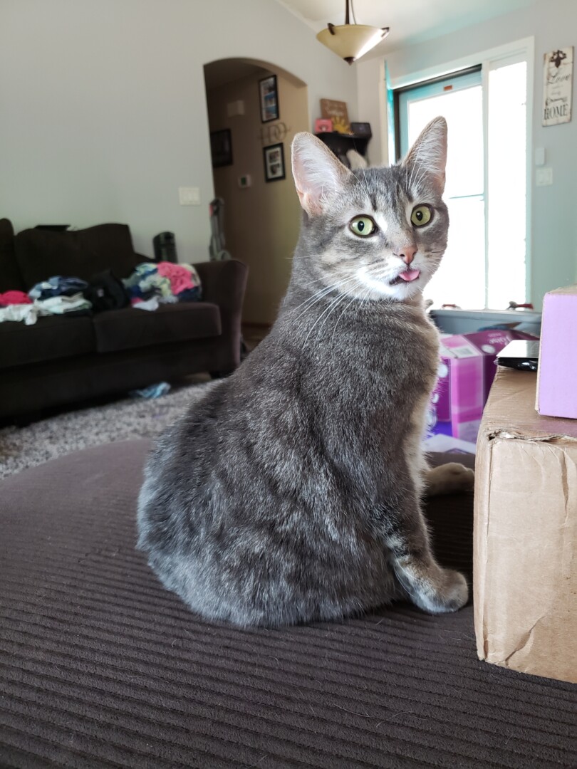 Lost Cat (Eugene, Oregon) Ciatee