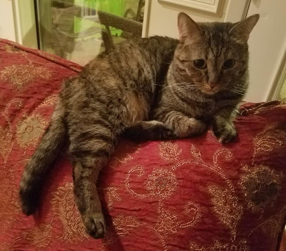Lost Cat (Abilene, Texas) Hilton
