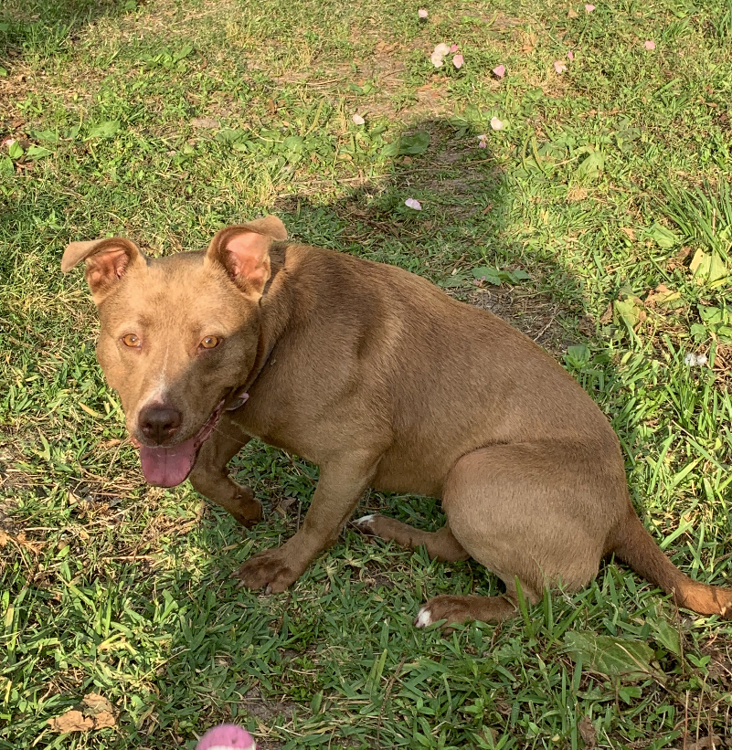 Lost Dog (Houston, Texas) Ginger