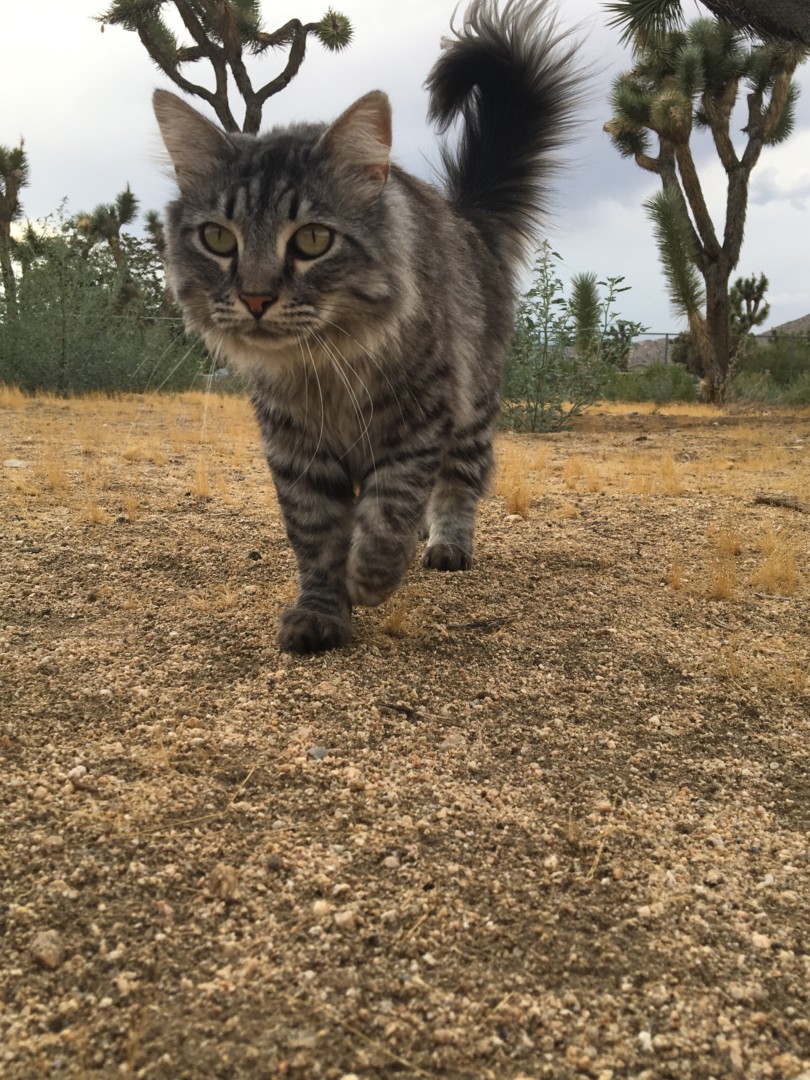 Lost Cat (Yucca Valley, California) Blaze