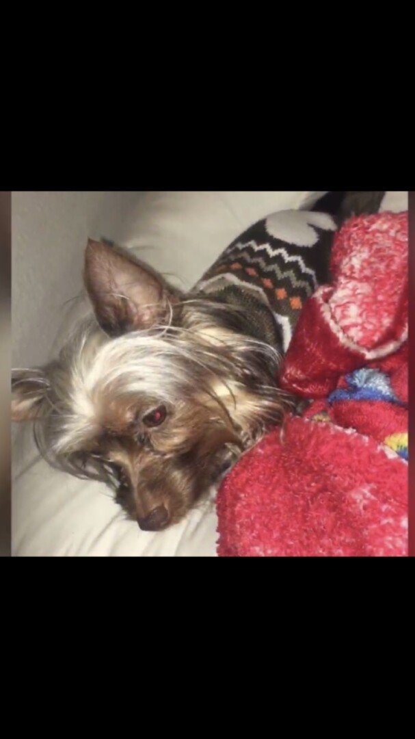 Lost Dog (Las Vegas, Nevada) Fudge