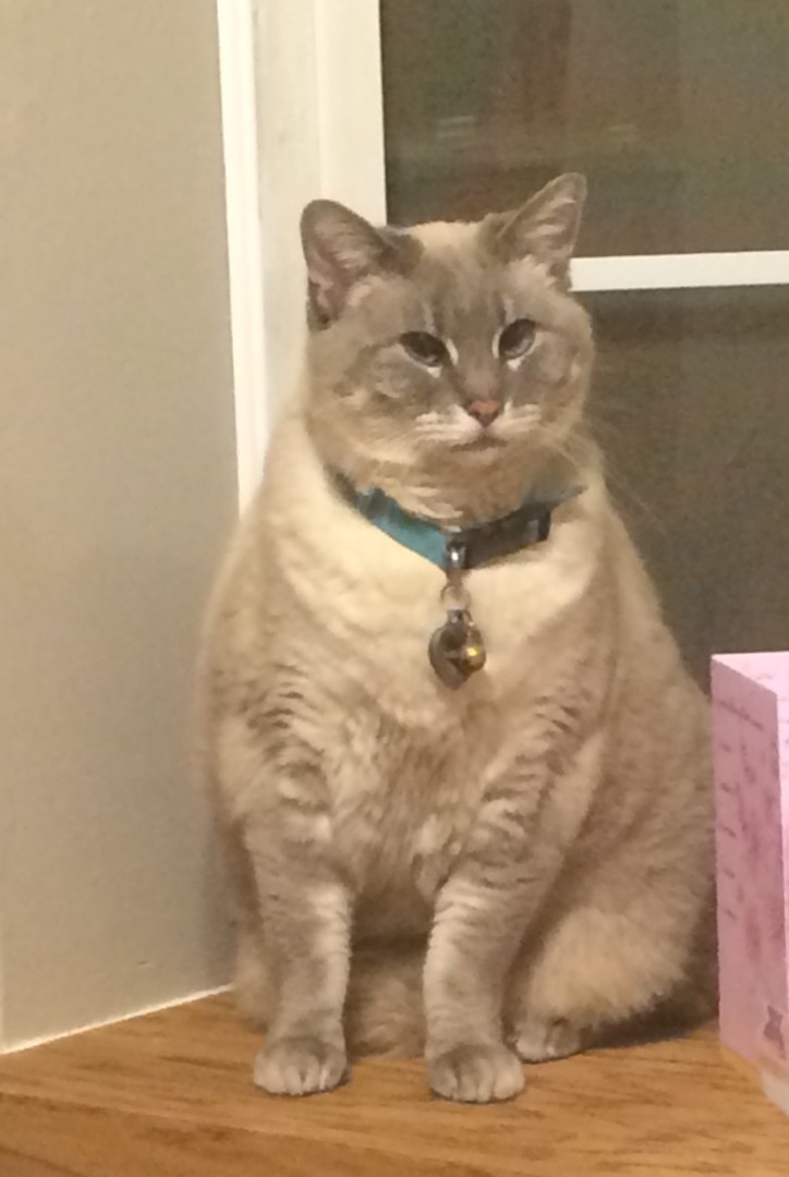 Lost Cat (Vancouver, Washington) Saphie