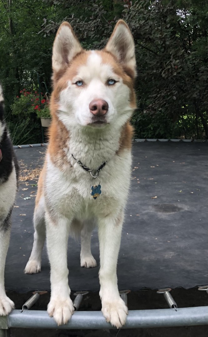 Lost Dog (Bloomingdale, Illinois) Kai