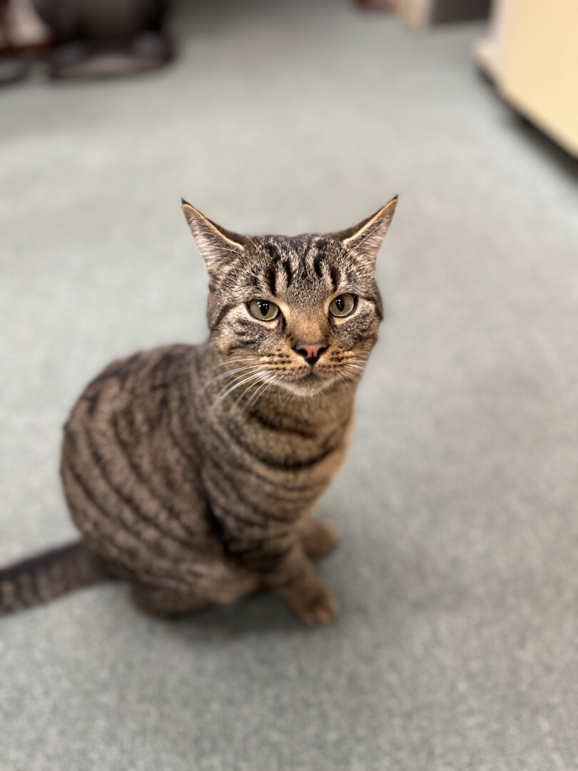 Lost Cat (Butler, Pennsylvania) Bean