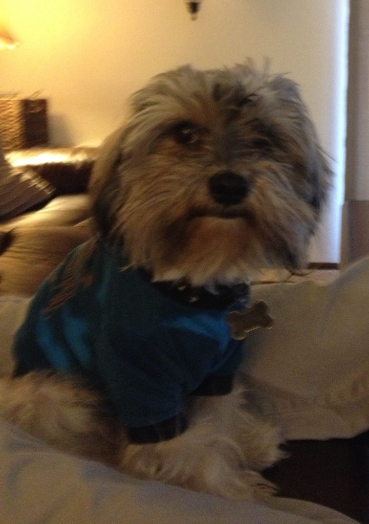 Lost Dog (Red Bluff, California) Oliver