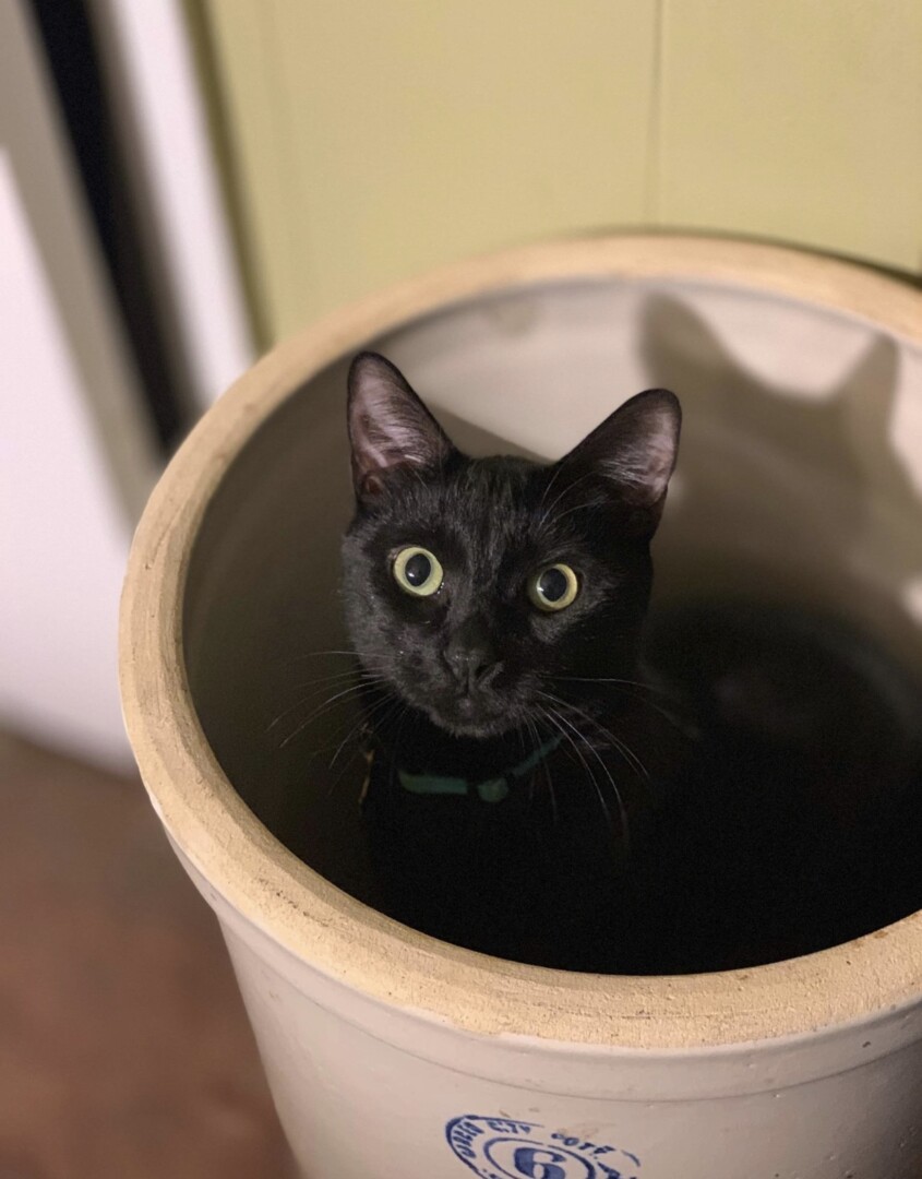 Lost Cat (Riverside, California) Badmax