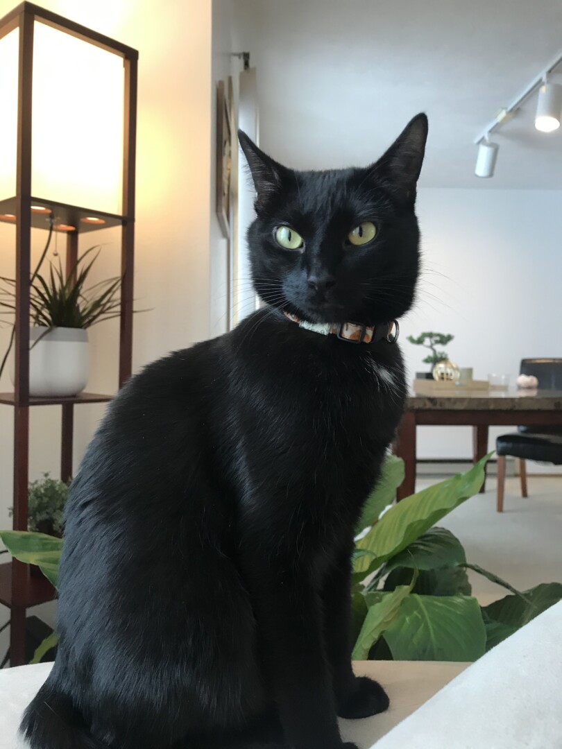 Lost Cat (Spokane, Washington) Ivy