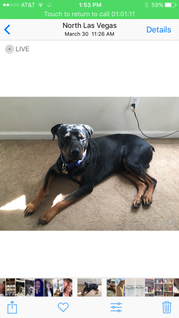 Lost Dog (Las Vegas, Nevada) Cane