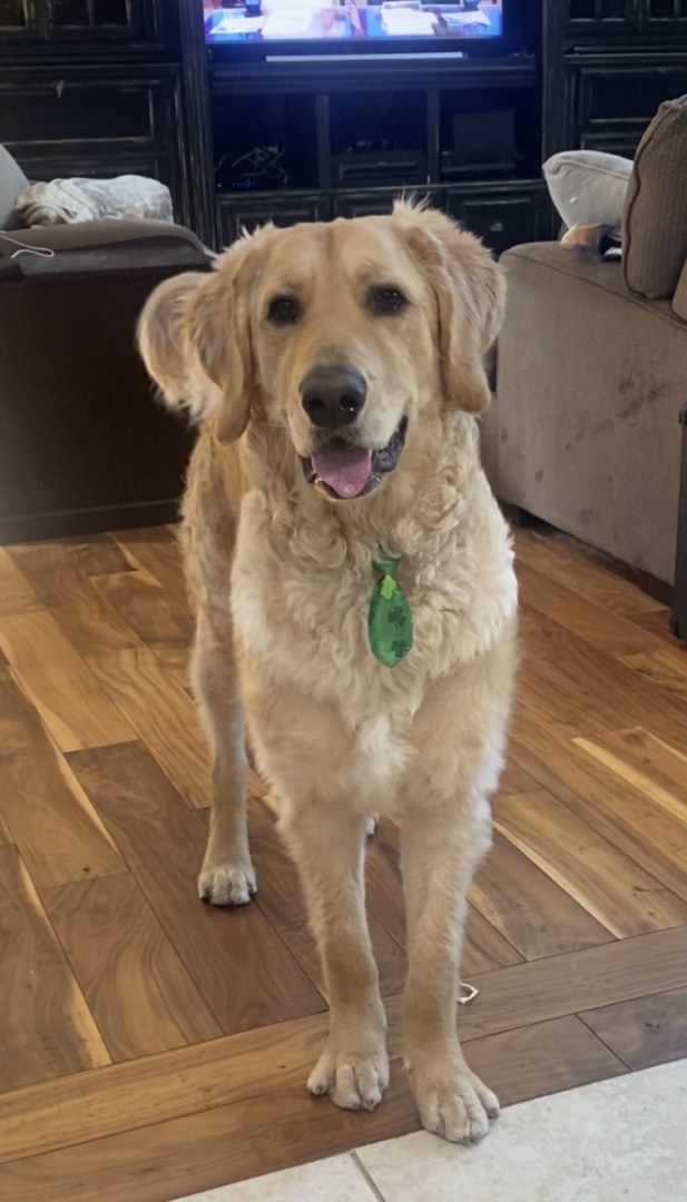 Lost Dog (Ocotillo Wells, California) Nux