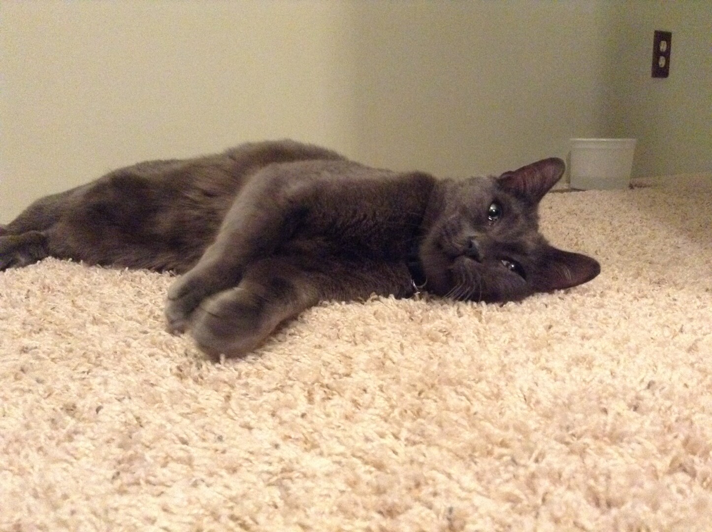 Lost Cat (Anchorage, Alaska) Chip