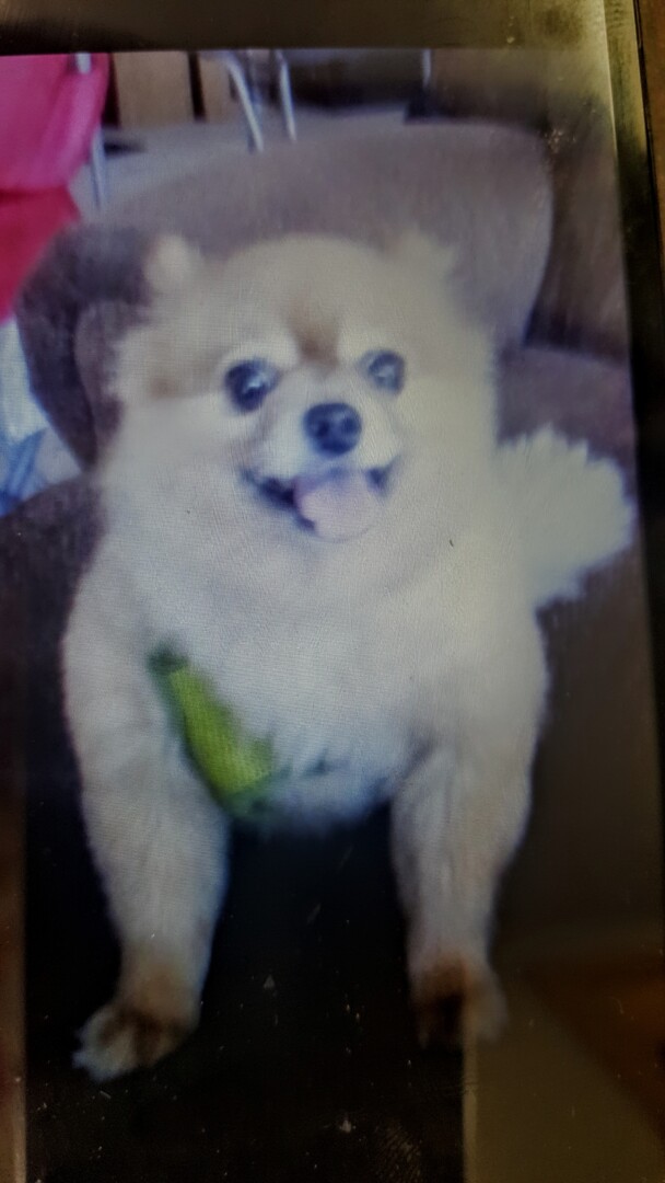 Lost Dog (Bovey, Minnesota) Foxy