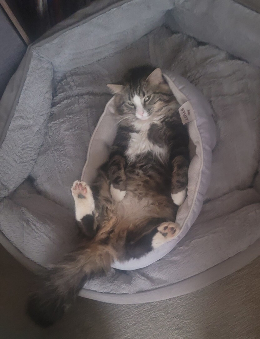 Lost Cat (Springfield, Missouri) Mika