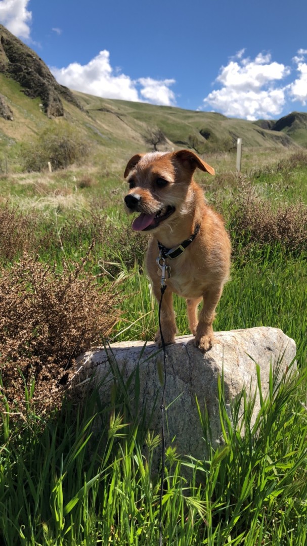 Lost Dog (Bakersfield, California) Jax