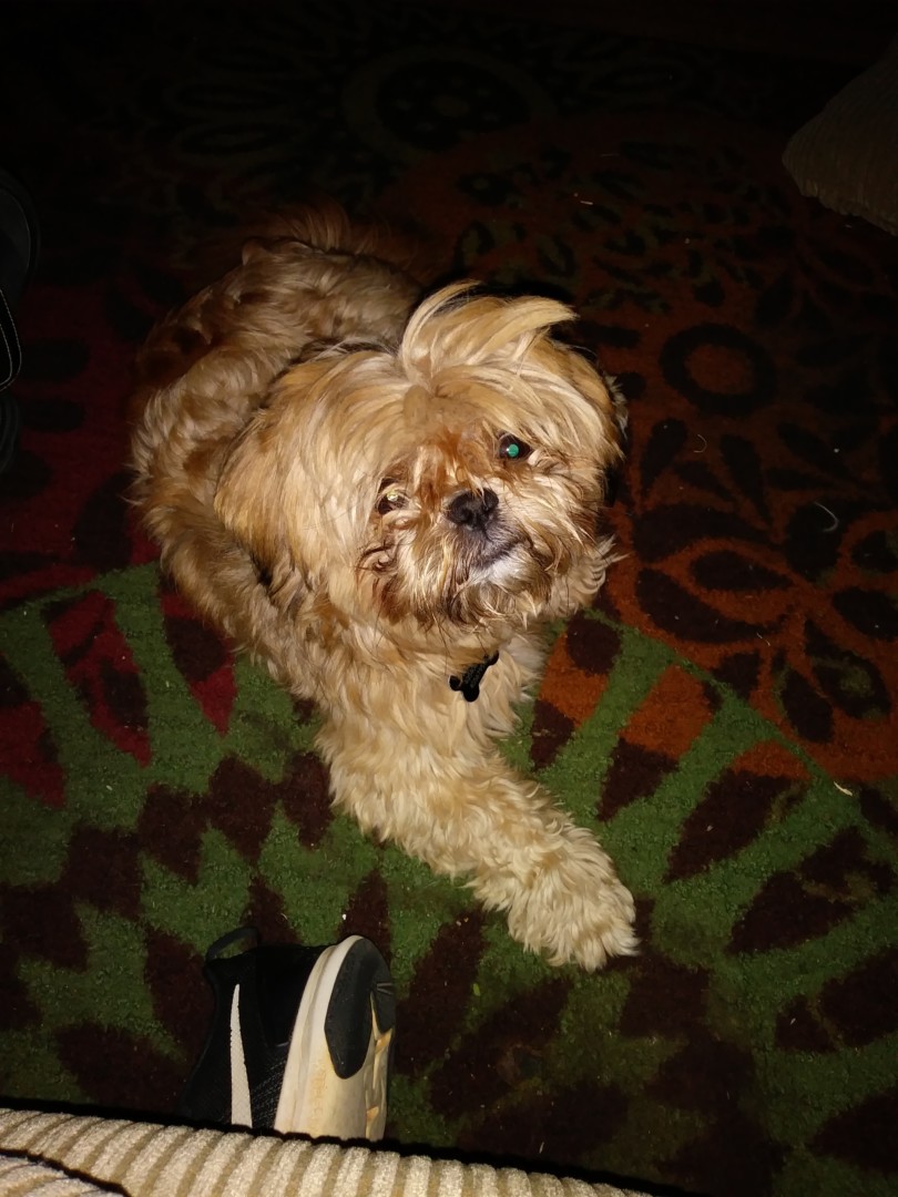 Lost Dog (Edmond, Oklahoma) Gizmo