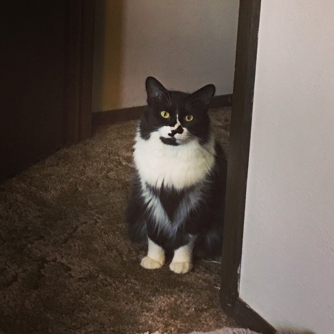 Lost Cat (Missoula, Montana) Sofie