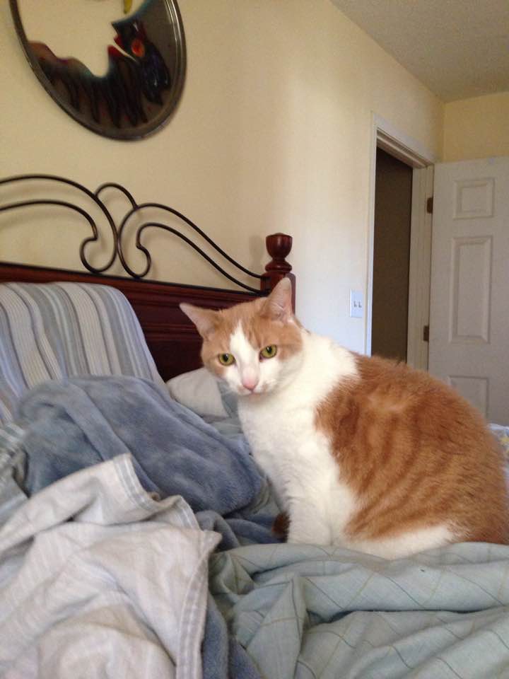 Lost Cat (Simpsonville, South Carolina) Mojo