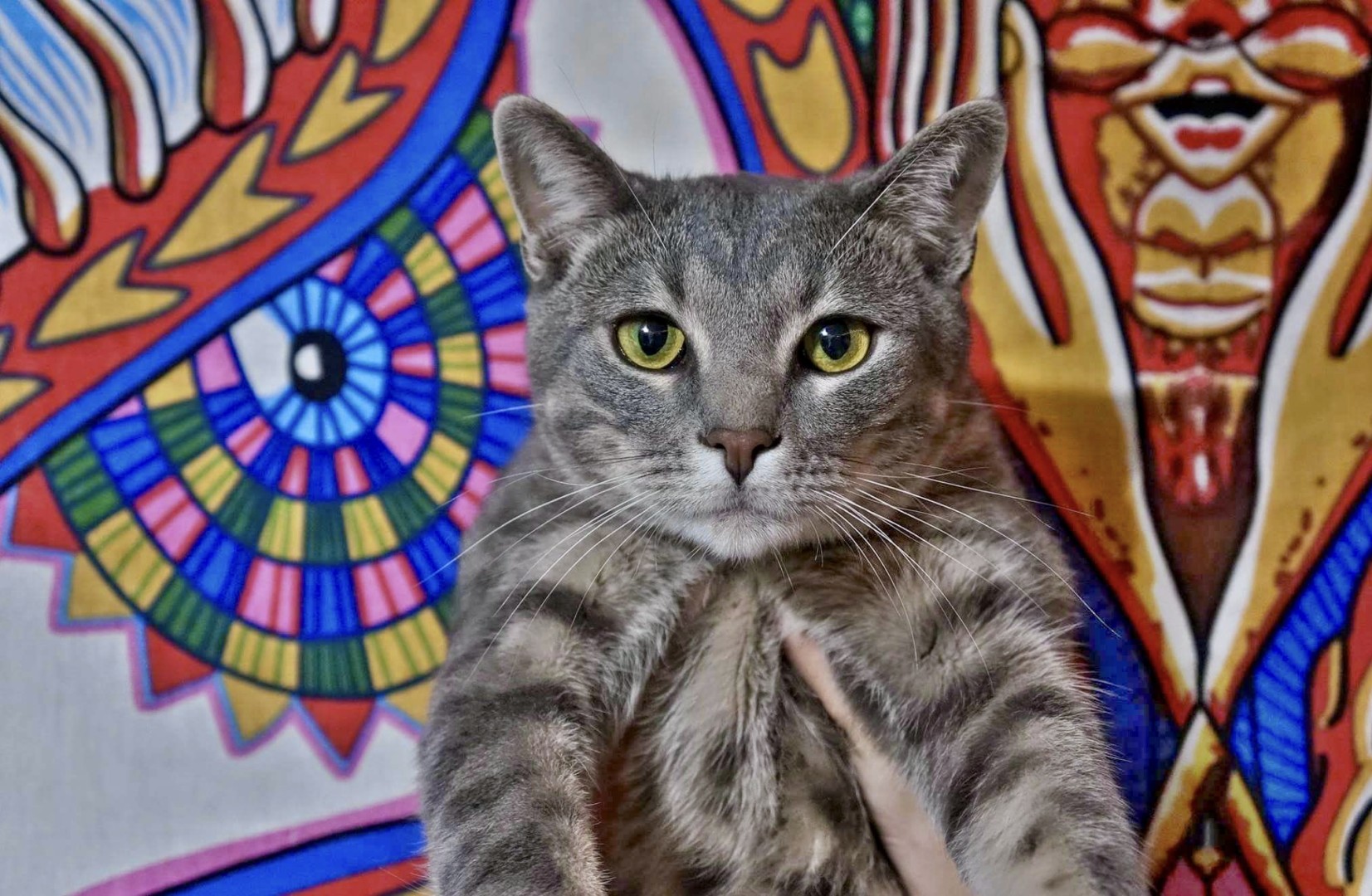 Lost Cat (Westminster, Colorado) Malak