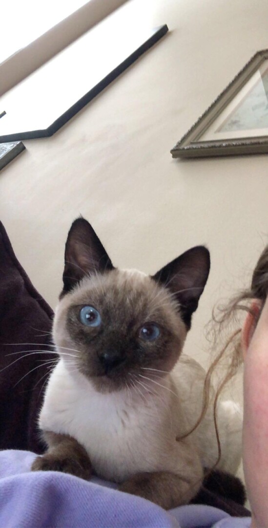 Lost Cat (Spokane, Washington) Mochi