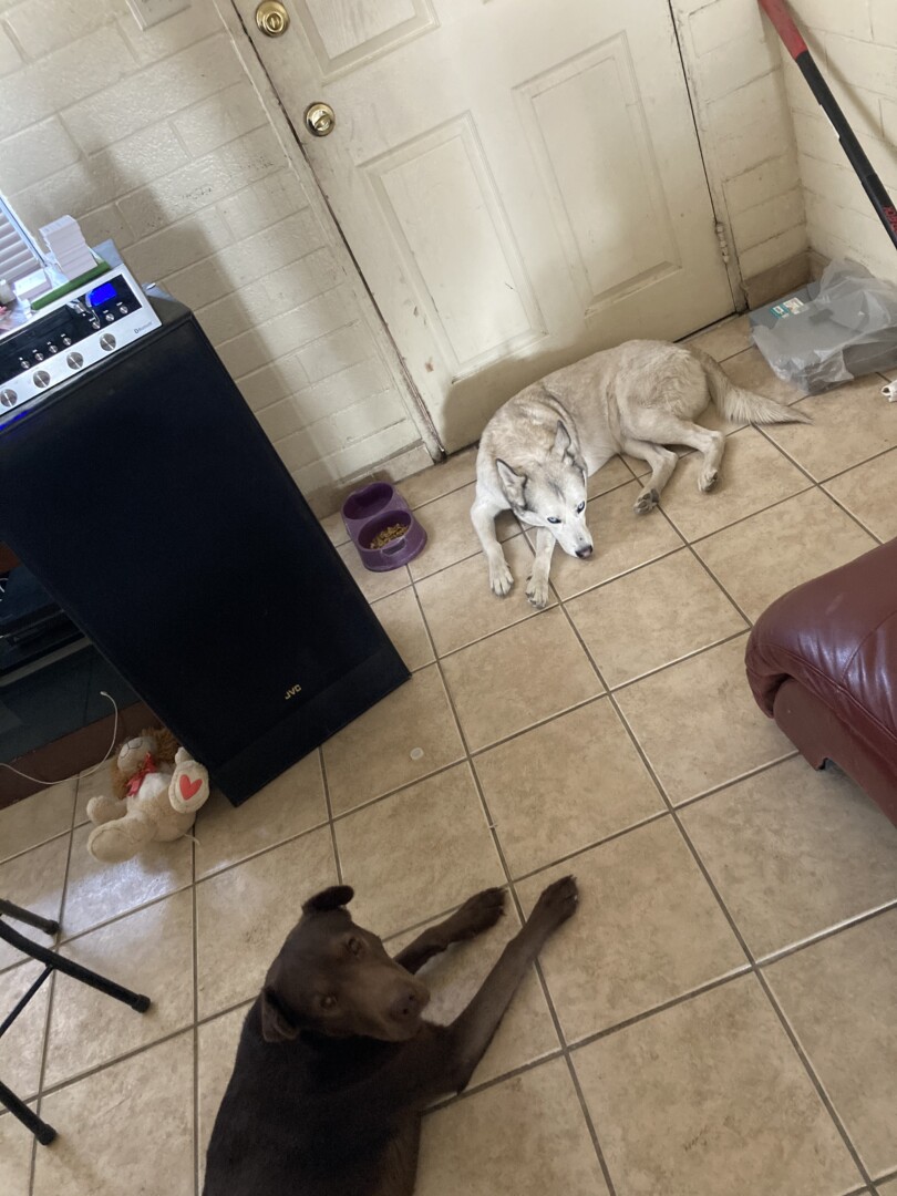 Lost Dog (Las Cruces, New Mexico) Nymeria