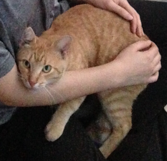 Lost Cat (Knoxville, Tennessee) Leo