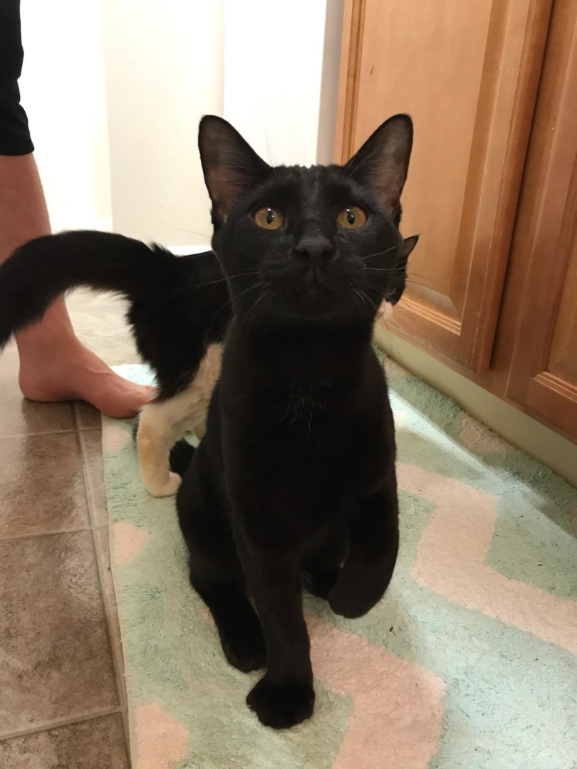 Lost Cat (Clifton Park, New York) Hawk