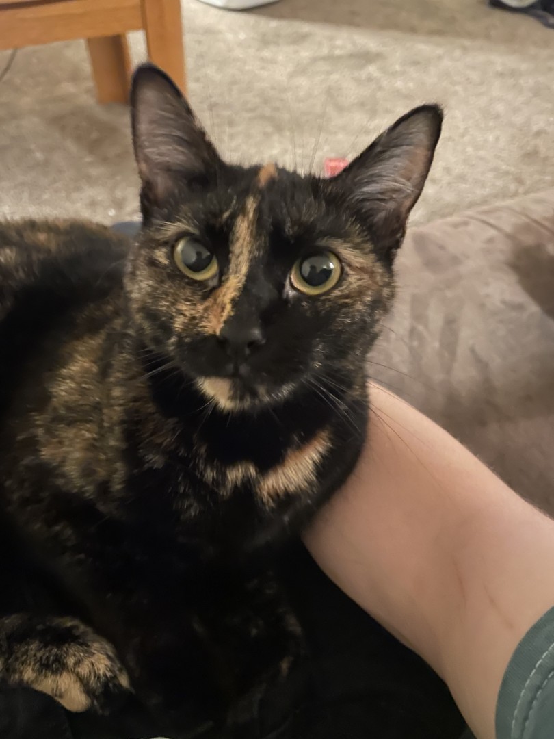 Lost Cat (Eugene, Oregon) Ponyo