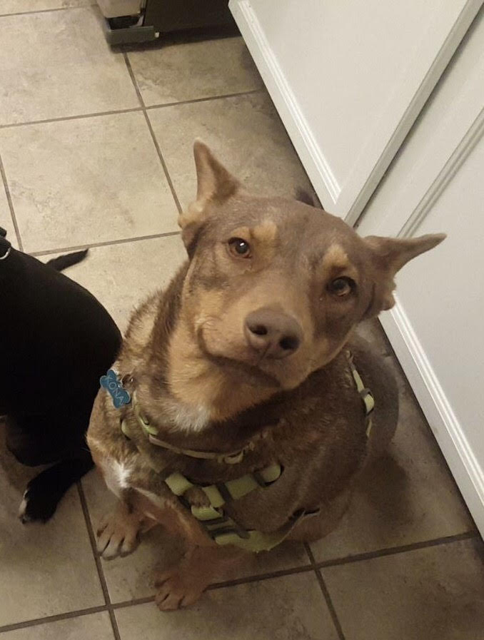 Lost Dog (Fresno, California) Kona