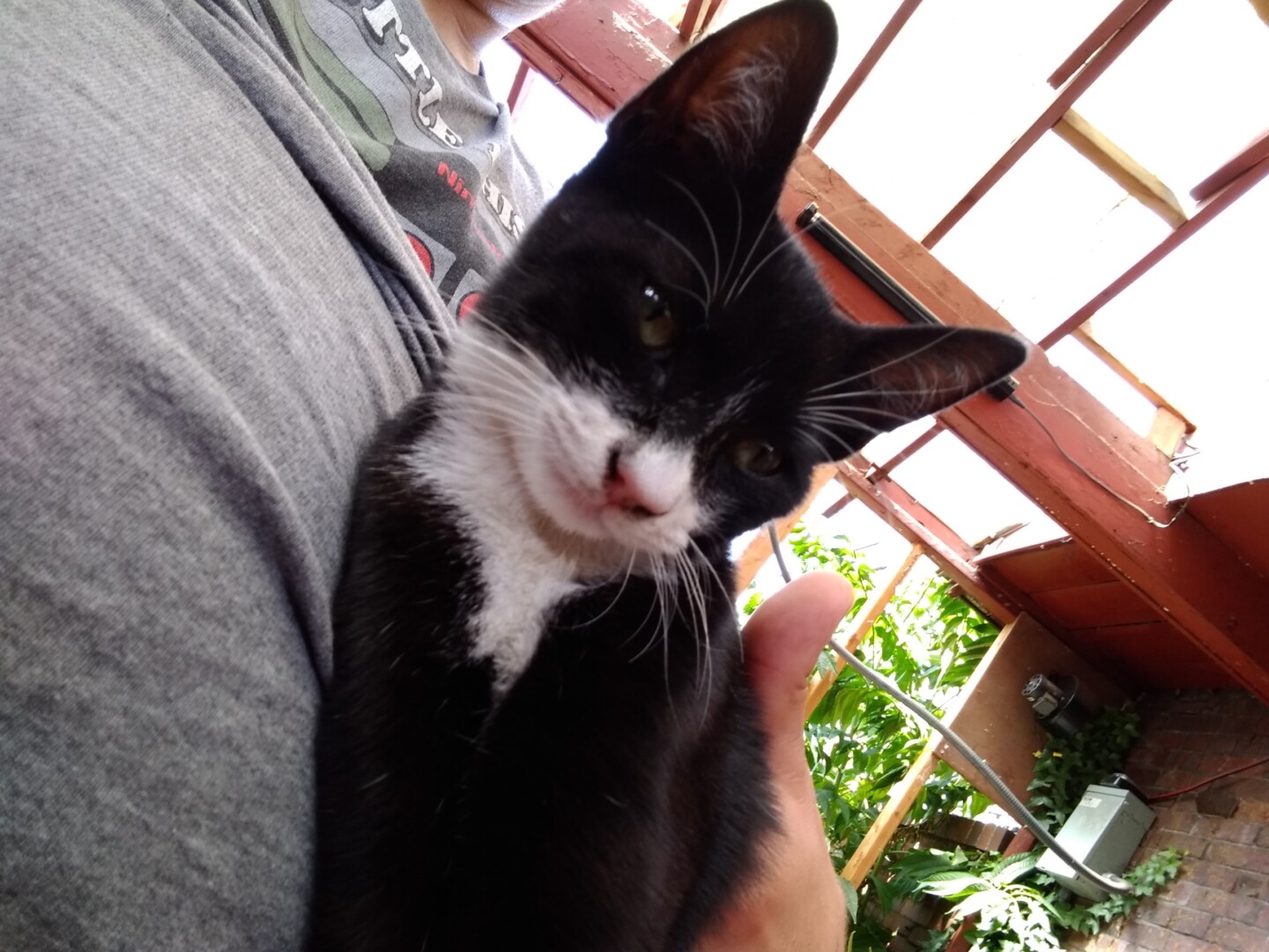 Lost Cat (Spokane, Washington) Stormy Love