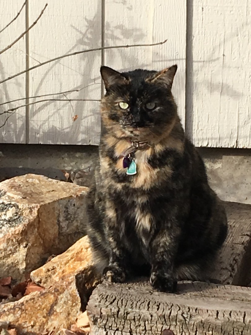 Lost Cat (Westminster, Colorado) Chloe