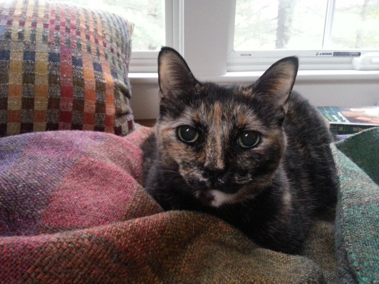 Lost Cat (Natick, Massachusetts) Niska