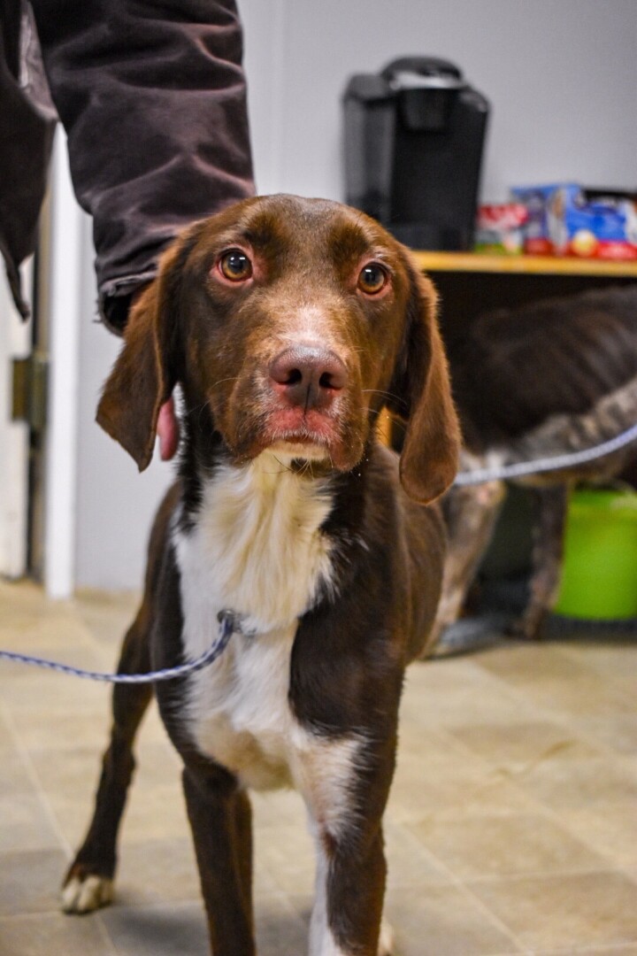 Lost Dog (Yakima, Washington) Marli