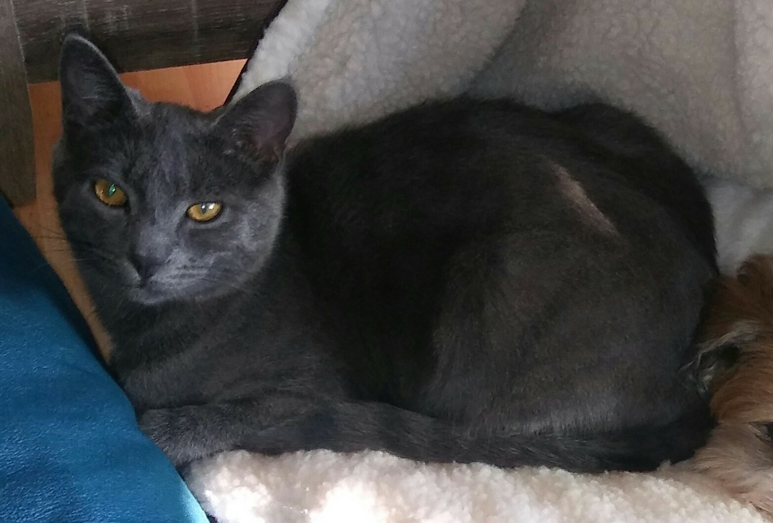 Lost Cat (Eugene, Oregon) Auggie