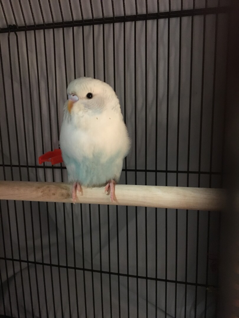 Lost Bird (Setauket East Setauket, New York) Tofu