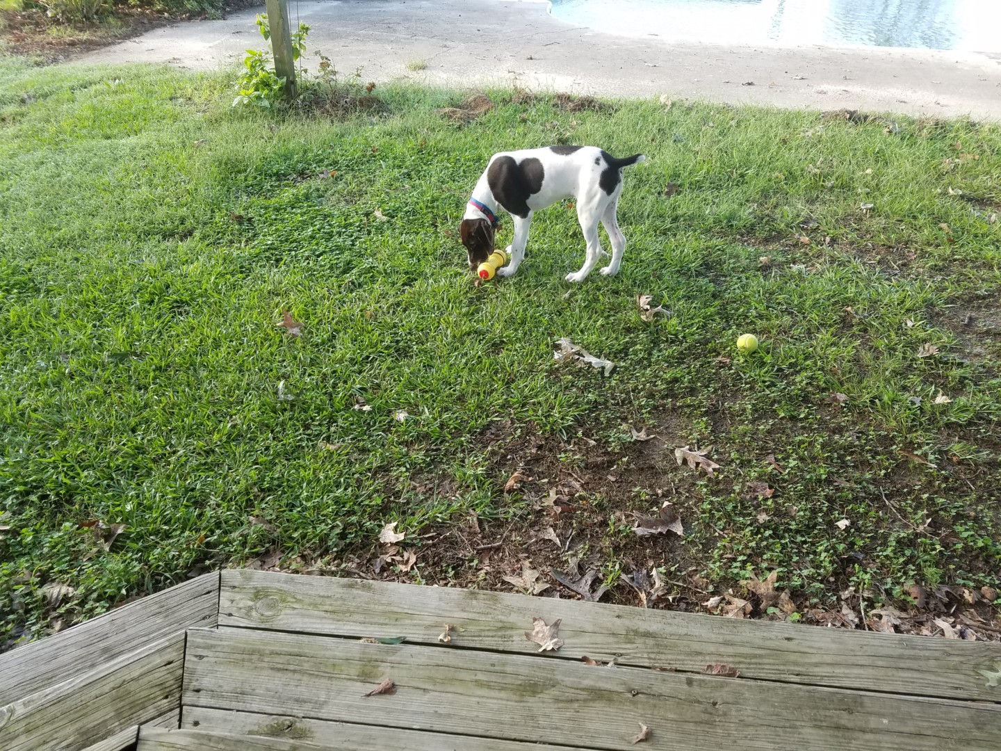 Lost Dog (Lewiston Woodville, North Carolina) Basil