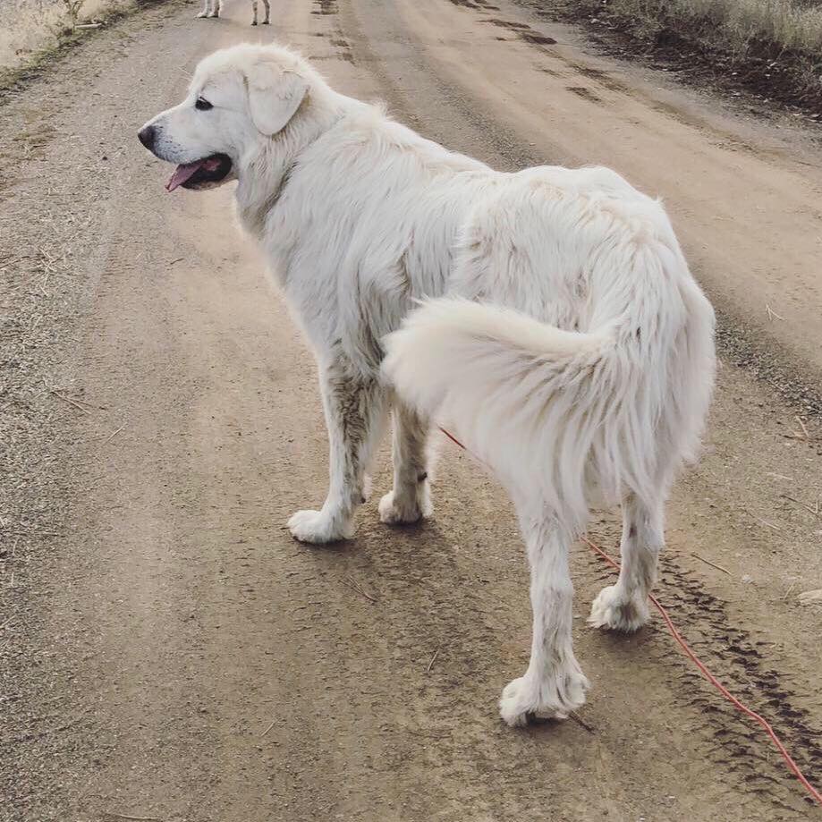 Lost Dog (Yreka, California) Odin