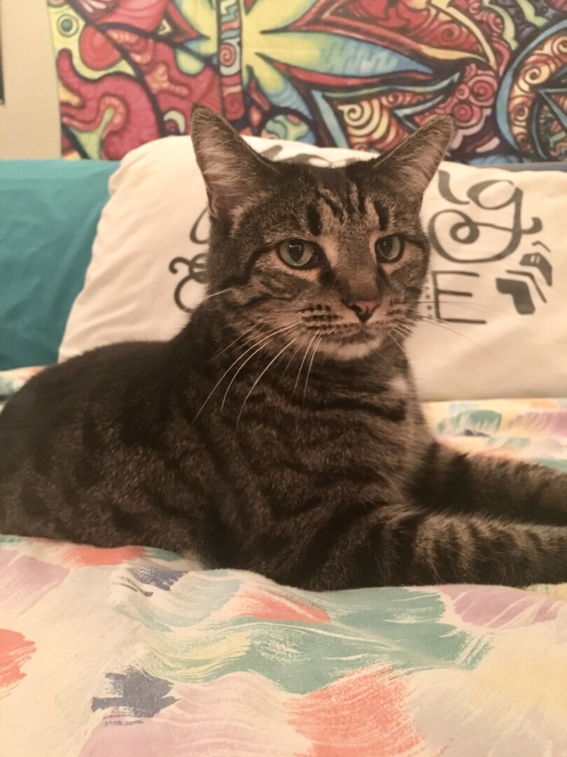 Lost Cat (Gainesville, Florida) Winnie