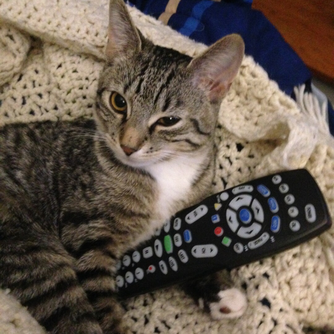 Lost Cat (Clifton Park, New York) Riley