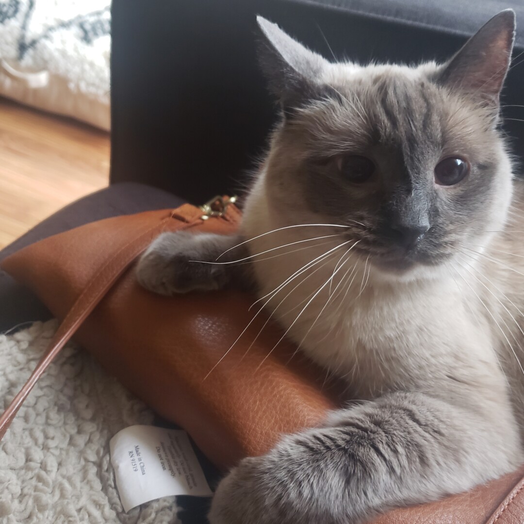 Lost Cat (Vancouver, Washington) Picard