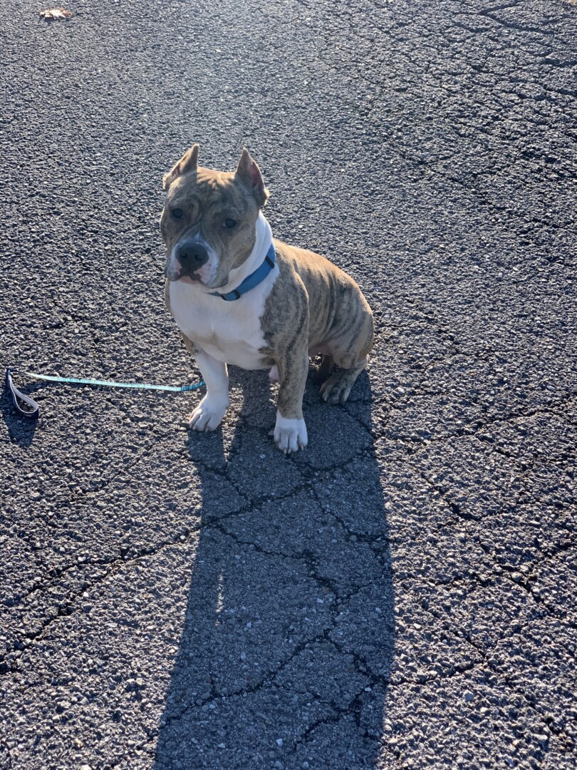 Lost Dog (La Vergne, Tennessee) Canelo