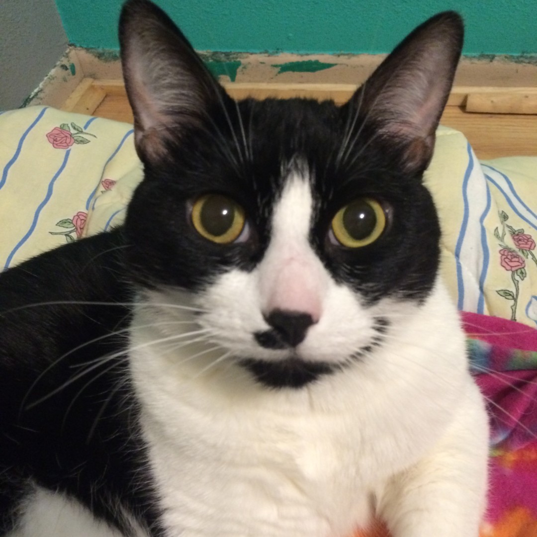 Lost Cat (Spokane, Washington) Irie