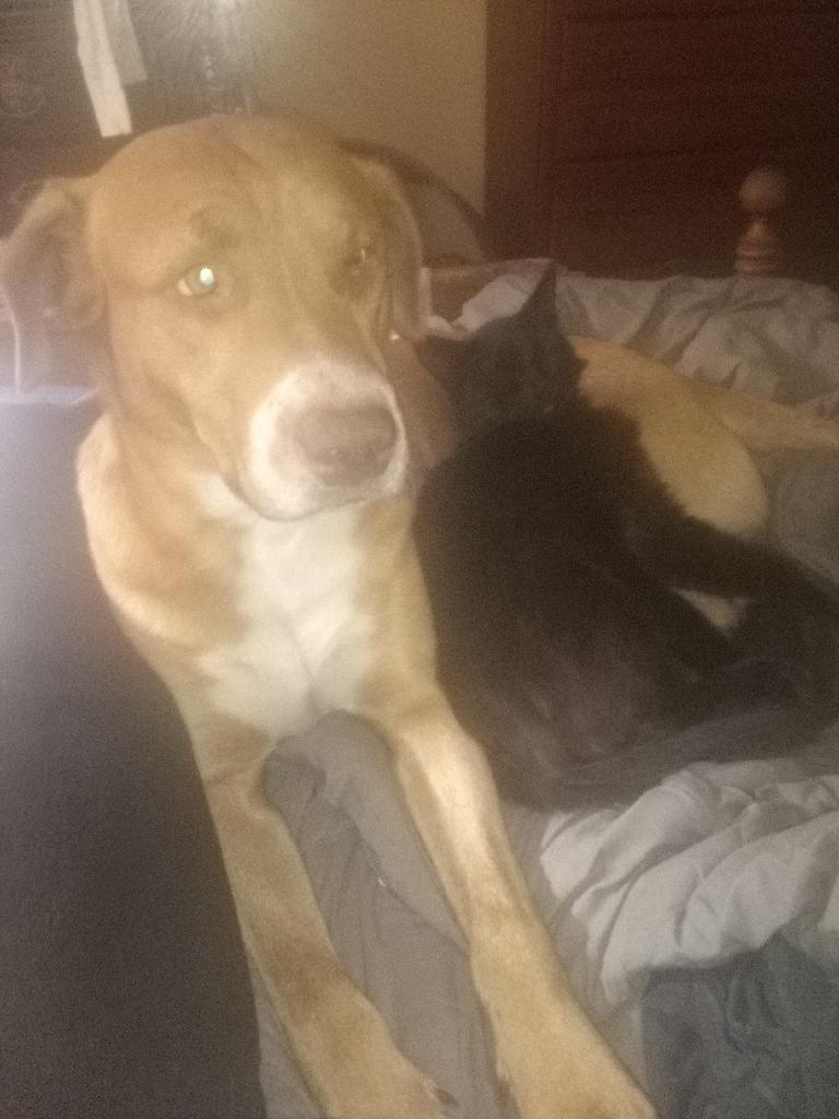 Lost Dog (Zephyrhills, Florida) Ben