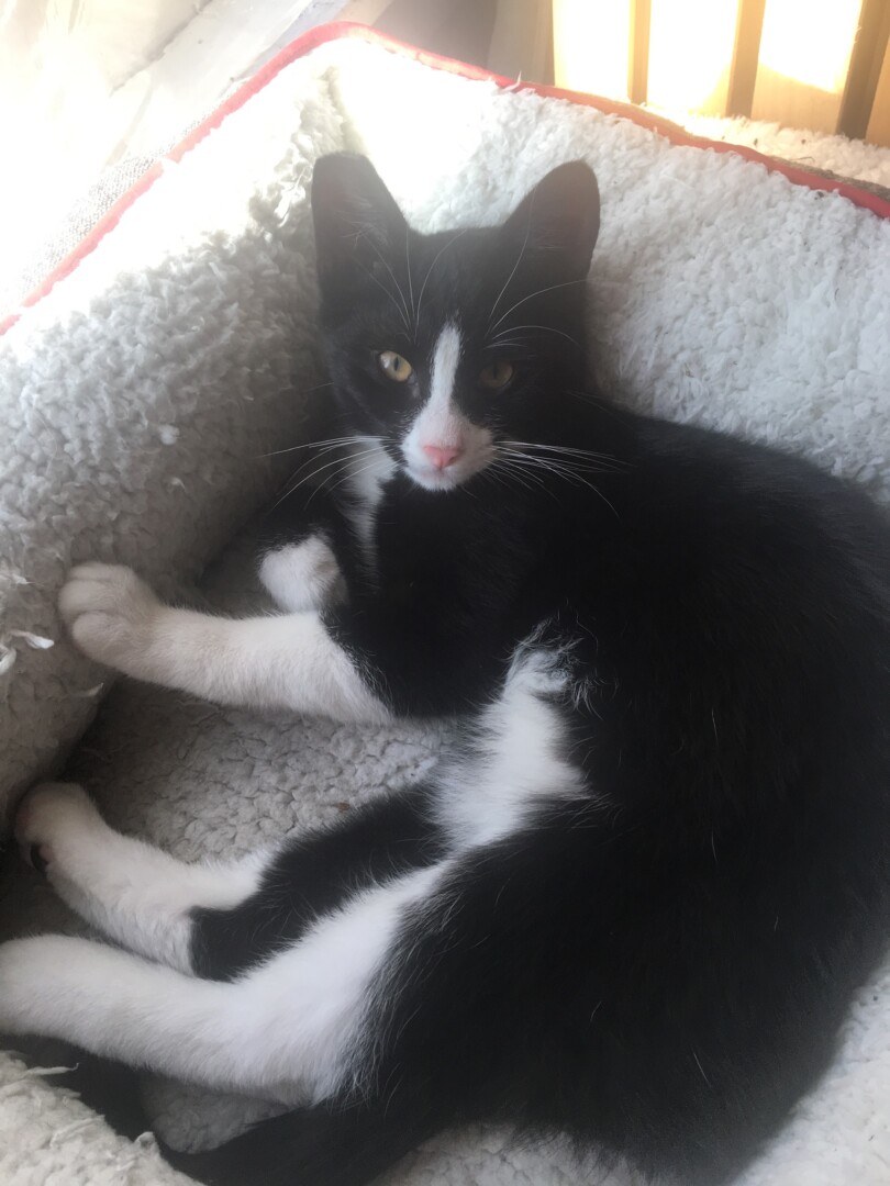 Lost Cat (Eugene, Oregon) Oliver