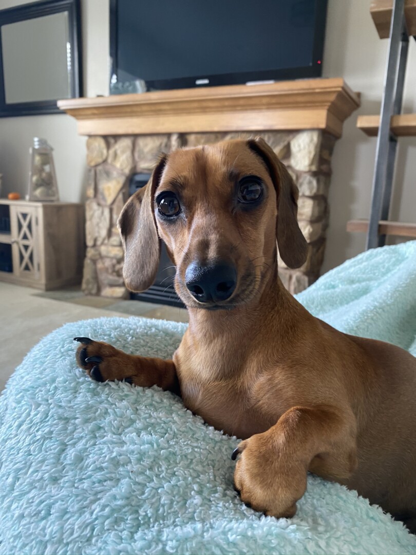 Lost Dog (Klamath Falls, Oregon) Winnie