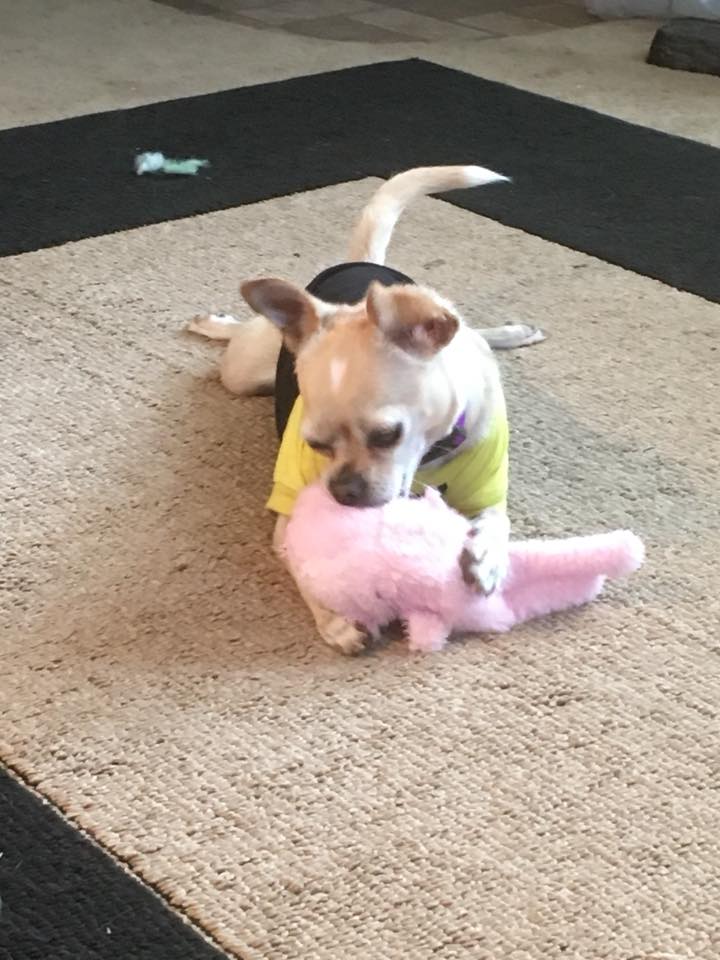 Lost Dog (Kansas City, Kansas) Ellie