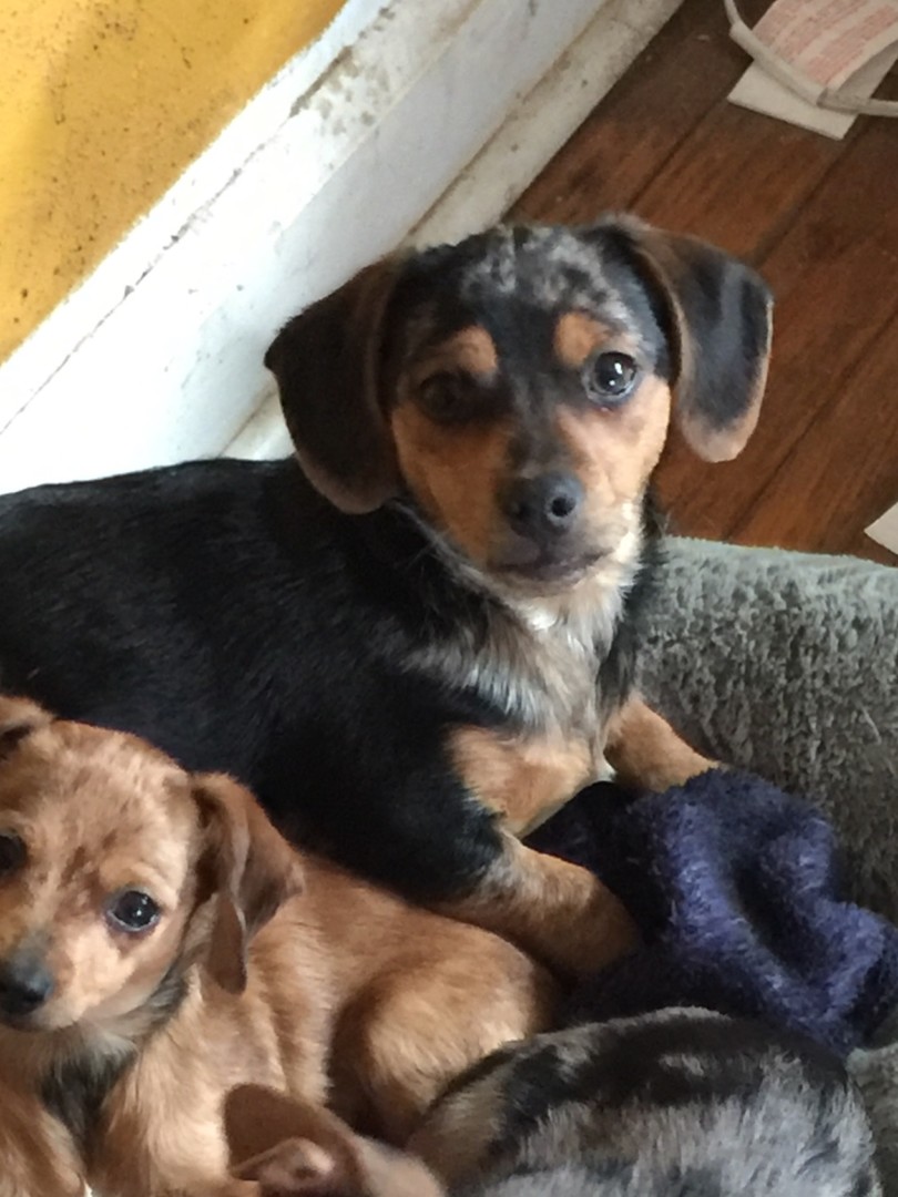 Lost Dog (Clemmons, North Carolina) Jj